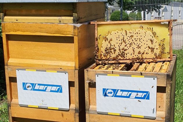 Berger Bienenvölker